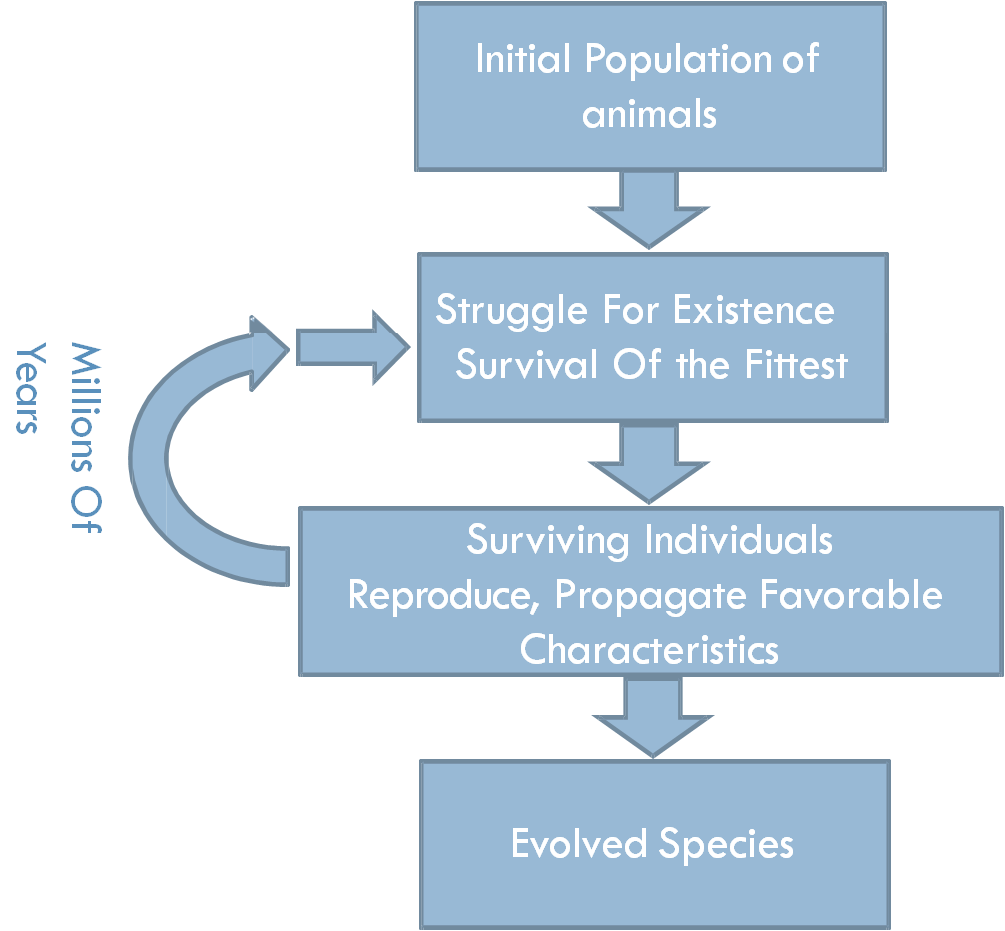 Flow diagram of evolution in Nature